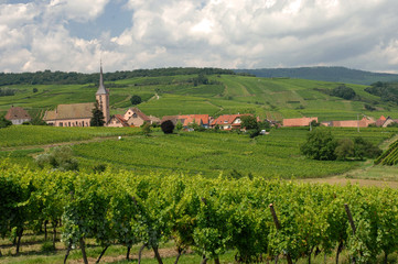 paysage vignoble