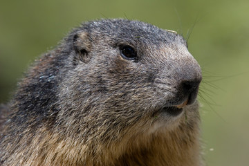 Marmotte