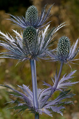 Chardon bleu
