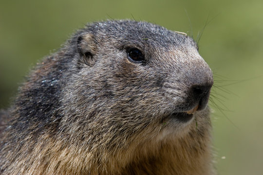 Marmotte