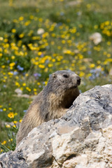 Marmotte