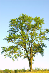 acacia