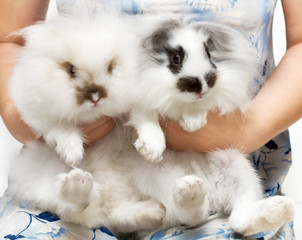 Two small rabbits in human hands