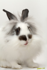 Funny spotted rabbit