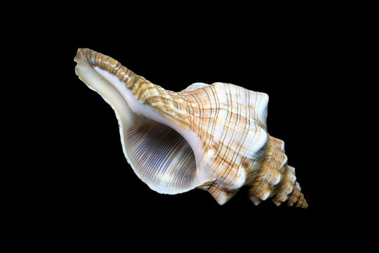 seashell