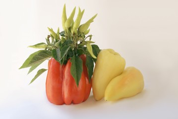 Obraz na płótnie Canvas various paprica fruits