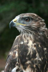 falcon