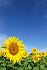 Tournesols