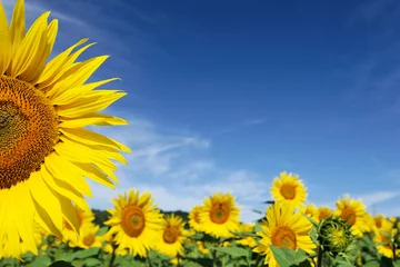 Keuken spatwand met foto Zonnebloemen © philippe Devanne