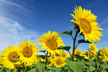 Obraz premium Tournesols