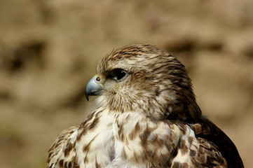 Falke