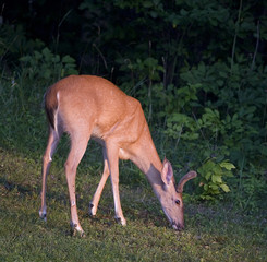whitetail buck eating