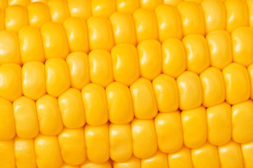 Extreme close up of yellow corn cobs