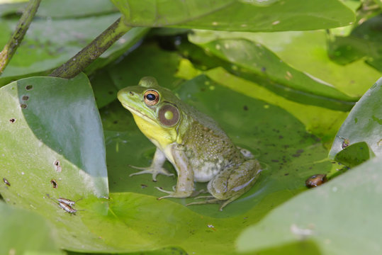 Green Frog (Rana clamitans) on a lily pad