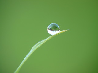 Rosée sur feuille de bambou