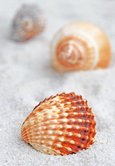 Seashell on Beach