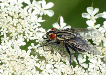Graue Fleischfliege