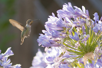 Fototapeta premium Hummer