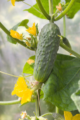 Green cucumber in hothouse