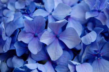 Hortensie