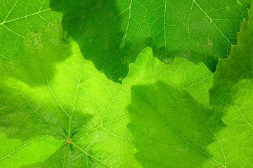 Grape leaf background