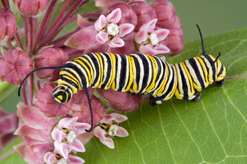 Obraz premium Monarch caterpillar on milkweed c