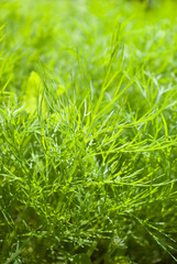 fresh dill herb.close up