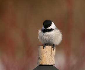 black-capped-chickadee-perched-6145
