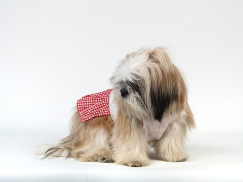 Dog in Studio (3)