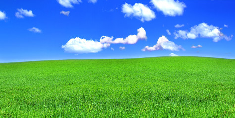 panoramic view of peaceful grassland