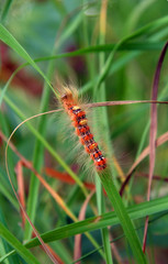 red hairy caterpillar