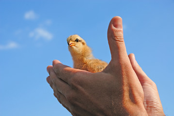 poussin © beatrice prève