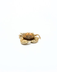 Crab isolated on white
