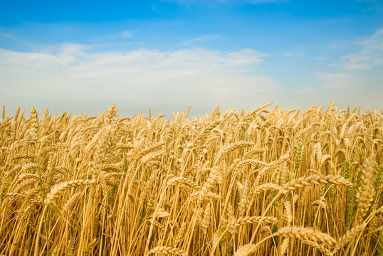 wheat field