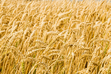 wheat field