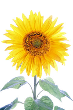 Sonnige Sonnenblume