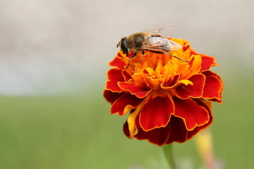 Abeille
