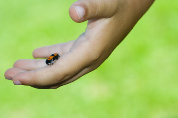 ladybug