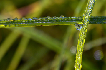 Dew on a sheet