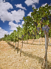 Fototapeta na wymiar winnic w Galilei