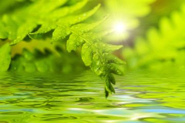 fern leaf reflected in water