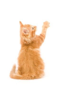 Yellow kitten