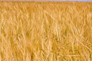 golden ripe wheat right before harvest