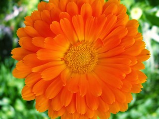 Marigold- Calendula officinalis
