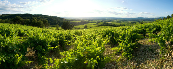champ de vigne panoramique
