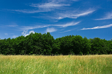Landscape with forest and sky