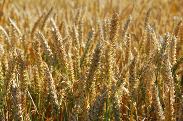 Fototapeta premium Wheatfield