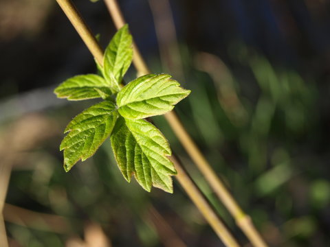 New Leaf