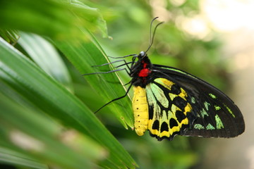 COLORFUL BUTTERFLY