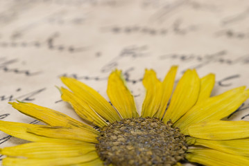 getrocknete Blume